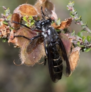 Daptolestes limbipennis at Cotter River, ACT - 8 Dec 2018 10:13 AM