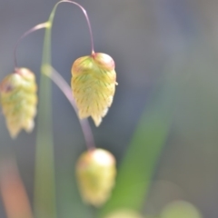 Briza maxima (Quaking Grass, Blowfly Grass) at QPRC LGA - 2 Nov 2018 by natureguy