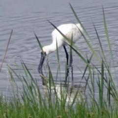 Platalea regia (Royal Spoonbill) at Jerrabomberra Wetlands - 4 Dec 2018 by galah681