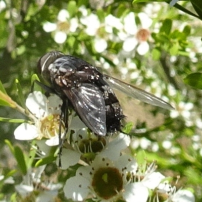 Rutilia (Donovanius) sp. (genus & subgenus) (A Bristle Fly) at Molonglo Valley, ACT - 6 Dec 2018 by galah681