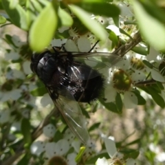 Rutilia (Donovanius) sp. (genus & subgenus) at Molonglo Valley, ACT - 6 Dec 2018