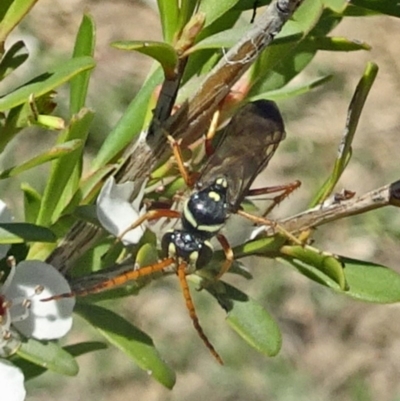 Batozonellus vespoides (A spider wasp) at Molonglo Valley, ACT - 6 Dec 2018 by galah681