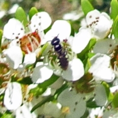 Euhesma sp. (genus) (A colletid bee) at Molonglo Valley, ACT - 5 Dec 2018 by galah681