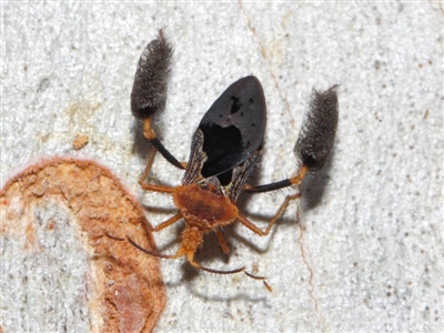 Ptilocnemus lemur (Feathered leg assassin bug) at Acton, ACT - 8 Dec 2018 by TimL