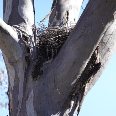 Podargus strigoides (Tawny Frogmouth) at Hughes, ACT - 6 Dec 2018 by JackyF