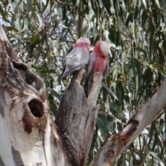 Eolophus roseicapilla (Galah) at Red Hill Nature Reserve - 8 Dec 2018 by JackyF