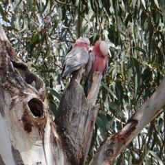 Eolophus roseicapilla (Galah) at Red Hill to Yarralumla Creek - 8 Dec 2018 by JackyF