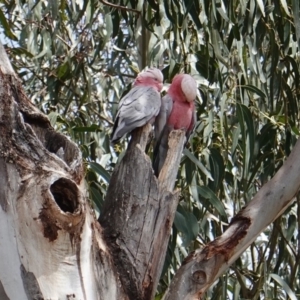 Eolophus roseicapilla at Hughes, ACT - 8 Dec 2018