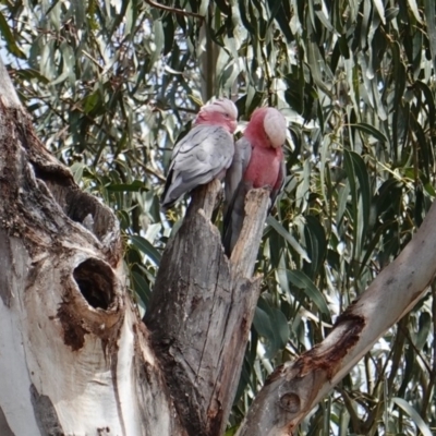 Eolophus roseicapilla (Galah) at Red Hill Nature Reserve - 8 Dec 2018 by JackyF