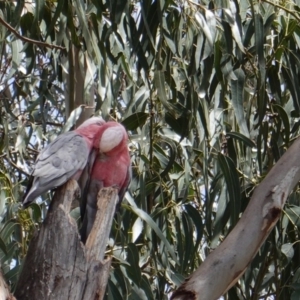 Eolophus roseicapilla at Hughes, ACT - 8 Dec 2018