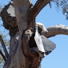 Cacatua galerita (Sulphur-crested Cockatoo) at Hughes, ACT - 7 Dec 2018 by JackyF