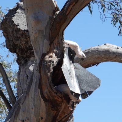 Cacatua galerita (Sulphur-crested Cockatoo) at Hughes, ACT - 7 Dec 2018 by JackyF