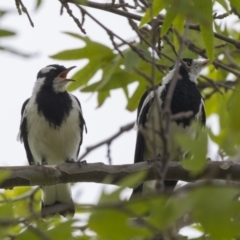 Grallina cyanoleuca (Magpie-lark) at Belconnen, ACT - 8 Dec 2018 by Alison Milton