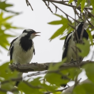 Grallina cyanoleuca at Belconnen, ACT - 8 Dec 2018