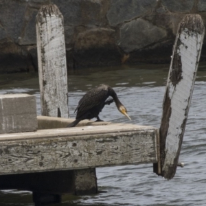 Phalacrocorax carbo at Belconnen, ACT - 8 Dec 2018