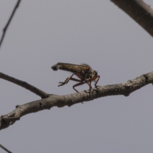 Zosteria sp. (genus) at Bruce, ACT - 8 Dec 2018