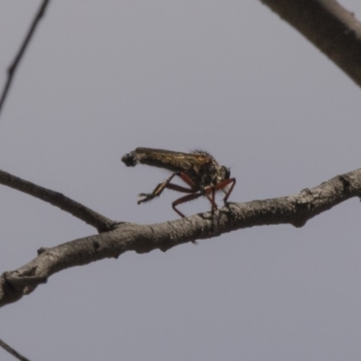 Zosteria sp. (genus) (Common brown robber fly) at Bruce, ACT - 8 Dec 2018 by AlisonMilton