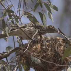 Oriolus sagittatus (Olive-backed Oriole) at Bruce, ACT - 7 Dec 2018 by AlisonMilton