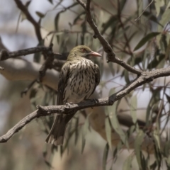 Oriolus sagittatus at Bruce, ACT - 8 Dec 2018