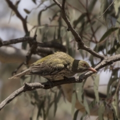 Oriolus sagittatus at Bruce, ACT - 8 Dec 2018