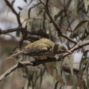 Oriolus sagittatus at Bruce, ACT - 8 Dec 2018