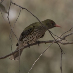 Oriolus sagittatus at Bruce, ACT - 8 Dec 2018