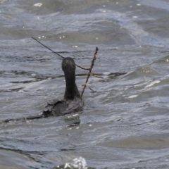 Phalacrocorax sulcirostris at Belconnen, ACT - 8 Dec 2018