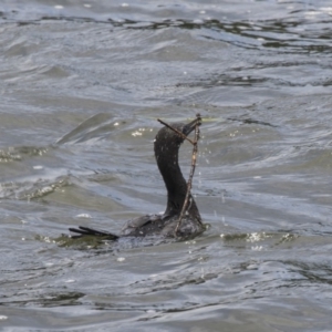 Phalacrocorax sulcirostris at Belconnen, ACT - 8 Dec 2018