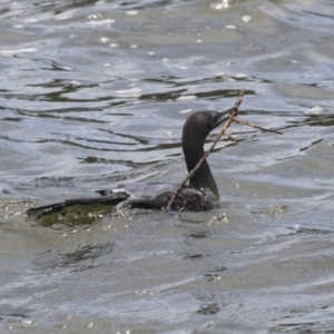 Phalacrocorax sulcirostris at Belconnen, ACT - 8 Dec 2018