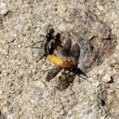 Bibio imitator (Garden maggot) at Higgins, ACT - 7 Dec 2018 by AlisonMilton