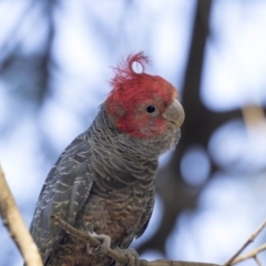 Callocephalon fimbriatum (Gang-gang Cockatoo) at ANBG - 7 Dec 2018 by AlisonMilton