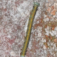 Chlenias (genus) at Acton, ACT - 27 Nov 2018