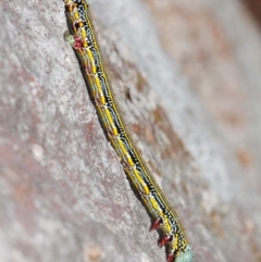 Chlenias (genus) at Acton, ACT - 27 Nov 2018 01:29 PM