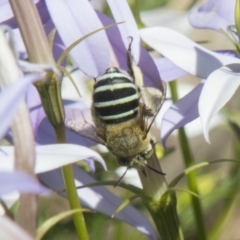 Amegilla (Zonamegilla) asserta (Blue Banded Bee) at Higgins, ACT - 6 Dec 2018 by AlisonMilton