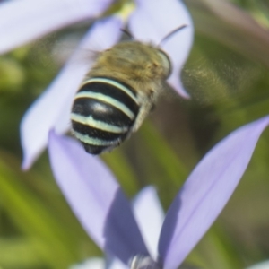 Amegilla (Zonamegilla) asserta at Higgins, ACT - 6 Dec 2018