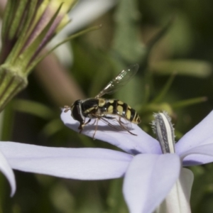 Simosyrphus grandicornis at Higgins, ACT - 6 Dec 2018 02:12 PM