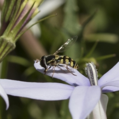 Simosyrphus grandicornis (Common hover fly) at Higgins, ACT - 6 Dec 2018 by AlisonMilton