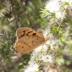 Heteronympha merope (Common Brown Butterfly) at ANBG - 30 Nov 2018 by Alison Milton