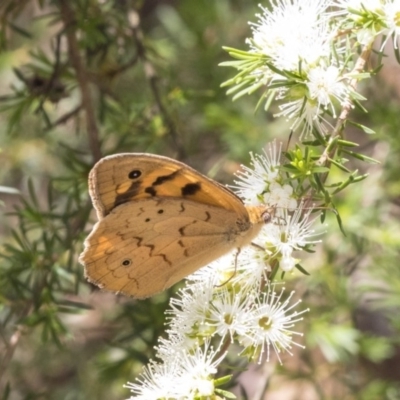 Heteronympha merope (Common Brown Butterfly) at Acton, ACT - 30 Nov 2018 by AlisonMilton