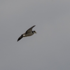 Vanellus miles (Masked Lapwing) at Mulligans Flat - 27 Nov 2018 by AlisonMilton