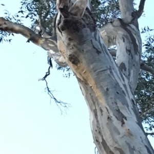 Cacatua galerita at Hughes, ACT - 8 Dec 2018