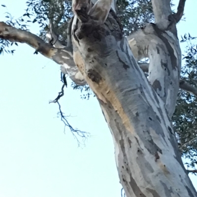 Cacatua galerita (Sulphur-crested Cockatoo) at Hughes, ACT - 8 Dec 2018 by KL