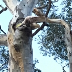 Cacatua galerita at Hughes, ACT - 8 Dec 2018 08:17 PM