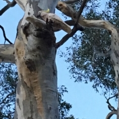 Cacatua galerita at Hughes, ACT - 8 Dec 2018 08:17 PM