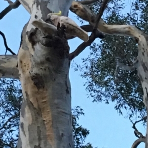 Cacatua galerita at Hughes, ACT - 8 Dec 2018