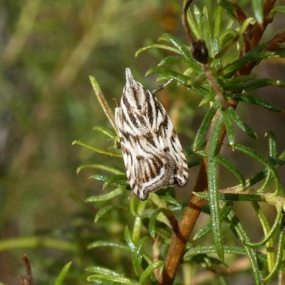 Tortricopsis aulacois (A Concealer moth) at Theodore, ACT - 8 Dec 2018 by owenh