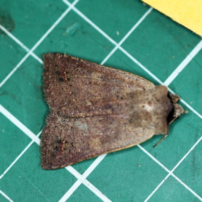 Pantydia (genus) (An Erebid moth) at O'Connor, ACT - 3 Dec 2018 by ibaird
