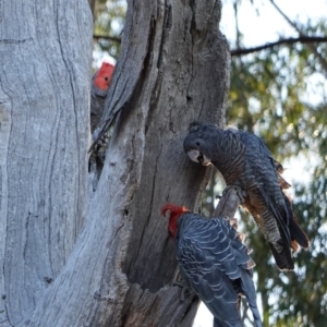 Callocephalon fimbriatum at Hughes, ACT - 8 Dec 2018