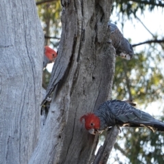 Callocephalon fimbriatum at Hughes, ACT - 8 Dec 2018