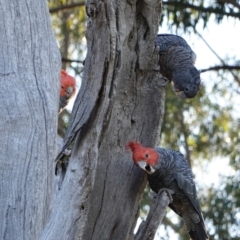 Callocephalon fimbriatum at Hughes, ACT - 8 Dec 2018